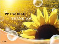 햇살 해바라기꽃 PPT 템플릿 넓은 꽃밭의 해바라기_슬라이드16
