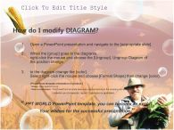 수확 옥수수밭의 농부 PPT 템플릿 옥수수밭에서 수확한 농부_슬라이드3