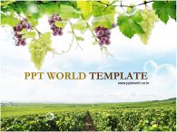 열매 비누방울 PPT 템플릿 넓은 포도밭이 있는 템플릿_슬라이드1