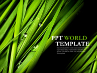 숲 잔디 PPT 템플릿 싱그러운 그린 템플릿(자동완성형포함)_슬라이드1
