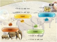 코뿔소 코끼리와 코뿔소 PPT 템플릿 아프리카의 동물과 사진찍는 손_슬라이드5