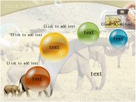 코뿔소 코끼리와 코뿔소 PPT 템플릿 아프리카의 동물과 사진찍는 손_슬라이드10